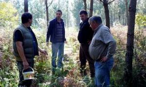 Oroso reparte una tonelada de maíz por el monte para evitar los daños del jabalí